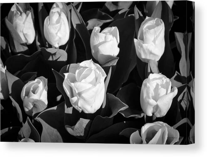 White Roses Canvas Print featuring the photograph White Flowers by Crystal Wightman