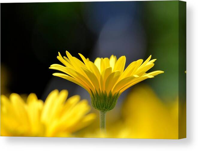 Standing Above The Rest Canvas Print featuring the photograph Standing Above the Rest by Maria Urso