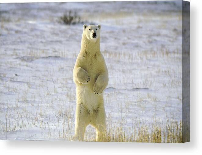 Canada Canvas Print featuring the photograph Standing Bear by Randy Green