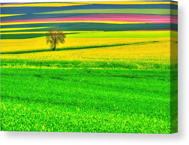 France Canvas Print featuring the photograph Standing tall among colors by Midori Chan