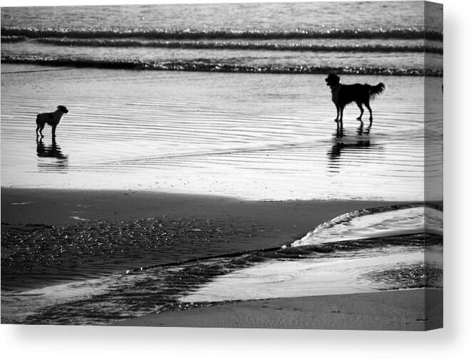 Dog Canvas Print featuring the photograph Standoff At The Beach by Aidan Moran