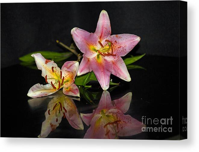 Flower Canvas Print featuring the photograph Star Gazers by Howard Tenke