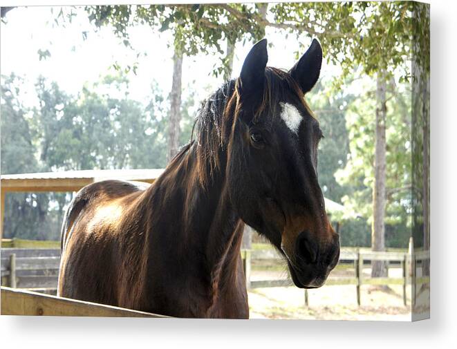 Mill Creek Farm Canvas Print featuring the photograph Star by Laurie Perry