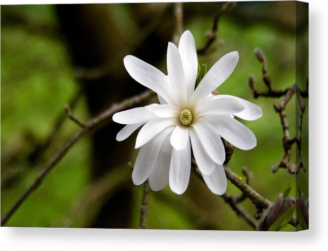 Star Magnolia Canvas Print featuring the photograph Star Magnolia Flower by Michael Russell