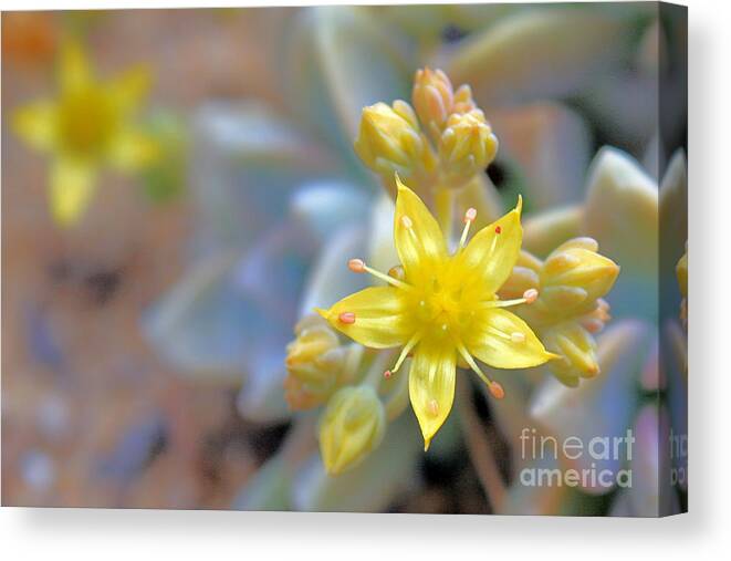 Yellow Flower Canvas Print featuring the photograph Starburst by Kelly Holm