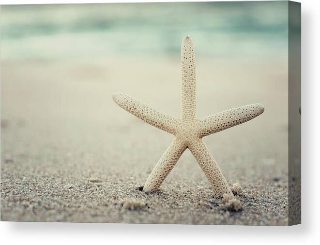 Starfish On Beach Vintage Seaside New Jersey Canvas Print featuring the photograph Starfish on Beach Vintage Seaside New Jersey by Terry DeLuco
