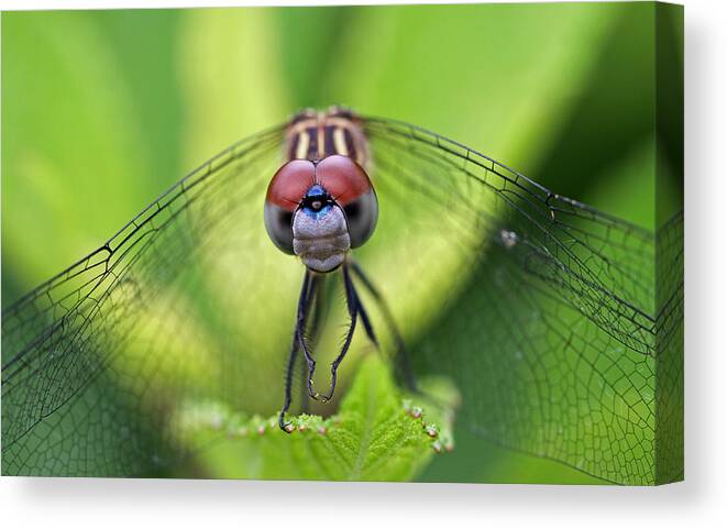 Dragonfly Canvas Print featuring the photograph Staring Contest by Juergen Roth