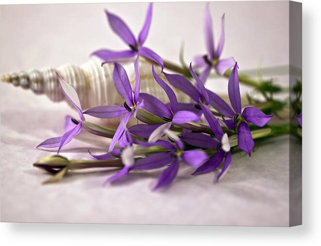 Purple Laurentia Star Flowers Canvas Print featuring the photograph Starshine Laurentia Flowers And White Shell by Sandra Foster