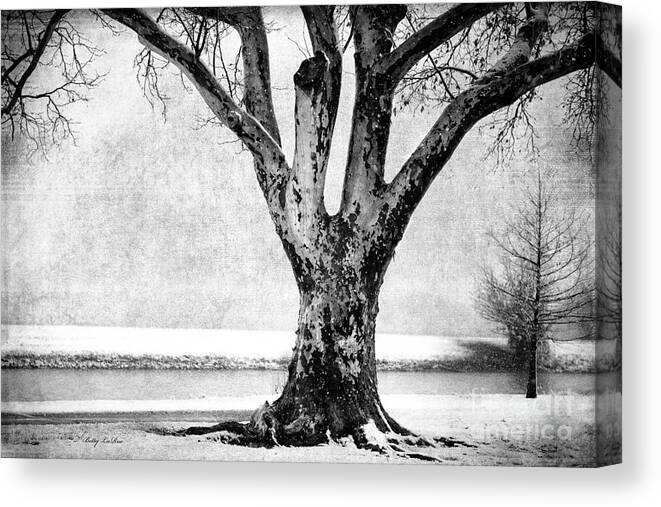 Tree Canvas Print featuring the photograph Stately by Betty LaRue