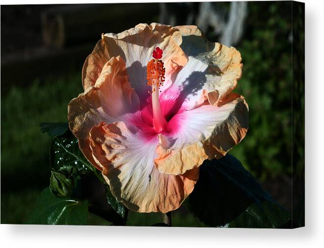 Hibiscus Canvas Print featuring the photograph Stately by Doug Norkum
