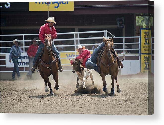 Calgary Canvas Print featuring the photograph Steer Wrestling by Bill Cubitt