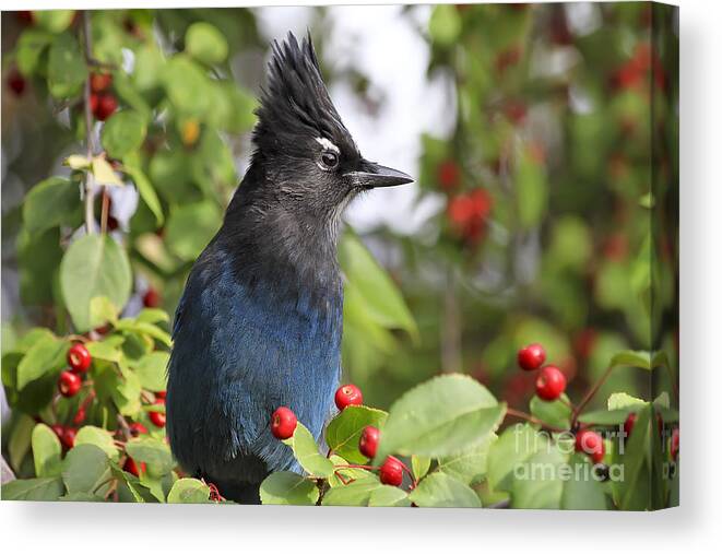 Bird Canvas Print featuring the photograph Steller's Jay and Red Berries by Teresa Zieba