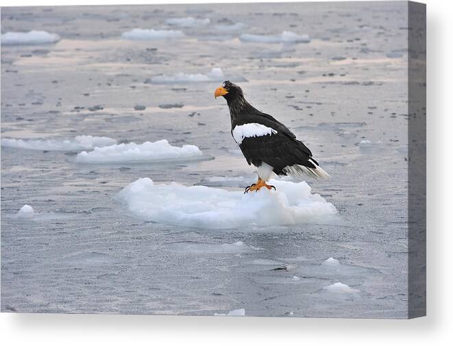 Thomas Marent Canvas Print featuring the photograph Stellers Sea Eagle On Ice Floe Hokkaido by Thomas Marent