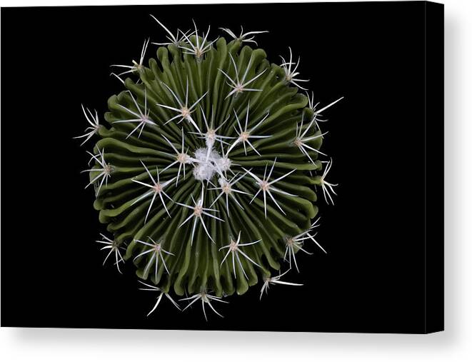 Macro Canvas Print featuring the photograph Stenocactus by Victor Mozqueda