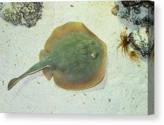 Stingray Canvas Print featuring the photograph Stingray by Andreas Berthold