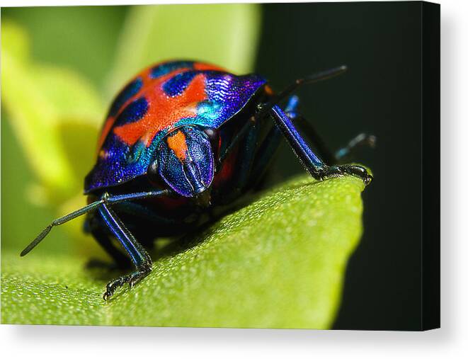 Stink Bug Canvas Print featuring the photograph Stink bug 007 by Kevin Chippindall