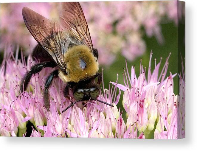 Bee Canvas Print featuring the photograph Stone Mountain Bumble Bee by Gene Walls