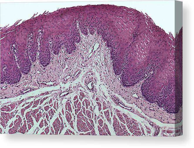 Horizontal Canvas Print featuring the photograph Stratified Squamous Epithelium Mucosa by Science Stock Photography