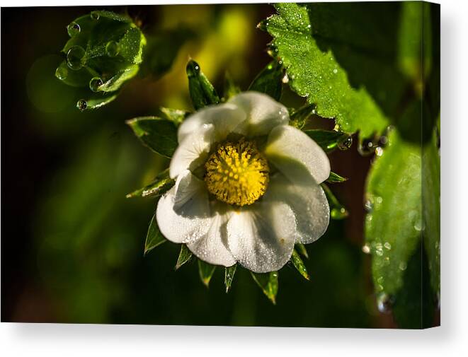Macro Canvas Print featuring the photograph Strawberry Flower. Small Natural Wonders by Jenny Rainbow