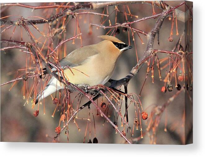 Bird Canvas Print featuring the photograph Streamlined by Doris Potter