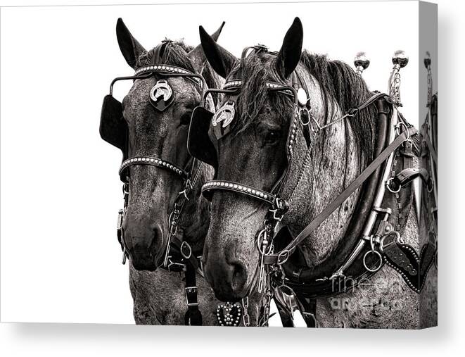 Draft Canvas Print featuring the photograph Strength by Olivier Le Queinec
