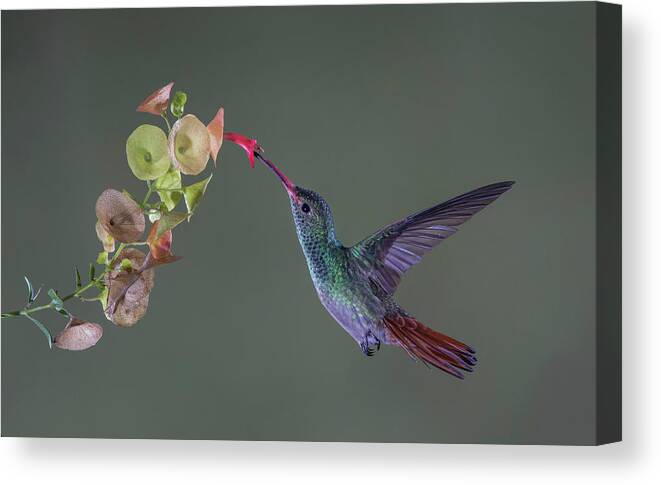 Bird Canvas Print featuring the photograph Stretch by Greg Barsh