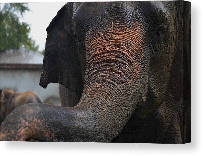 Elephant And Black Canvas Print featuring the photograph Stretching Out by Maggy Marsh