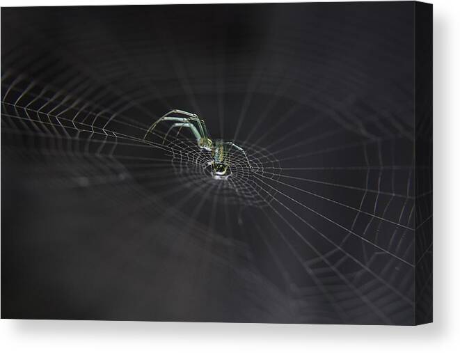 Spider Canvas Print featuring the photograph Strings Of Existence II by Toni Minchev