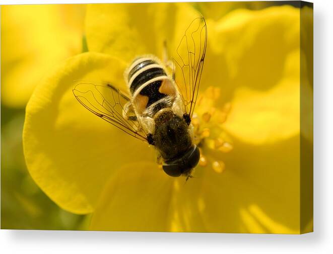 Bee Canvas Print featuring the photograph Striped Bee by Bonfire Photography