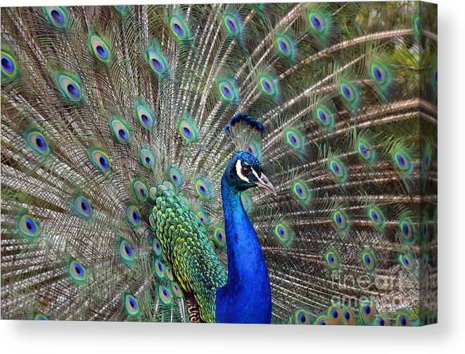 Peacock Canvas Print featuring the photograph Struttin by Frank Larkin