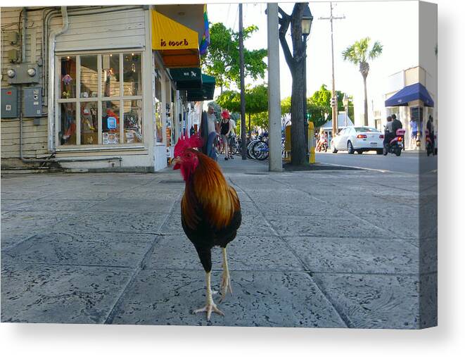 Rooster Canvas Print featuring the photograph Strutting by Jon Emery