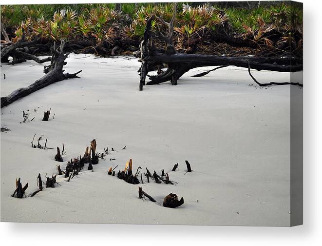 Beach Photographs Canvas Print featuring the photograph Stumps on the Beach 1.6 by Bruce Gourley