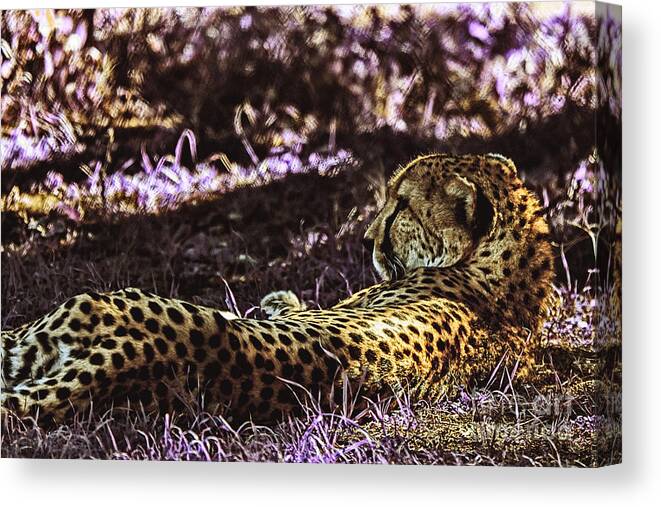 Cheetah Canvas Print featuring the photograph Styled Environment-The Modern Trendy Cheetah by Douglas Barnard