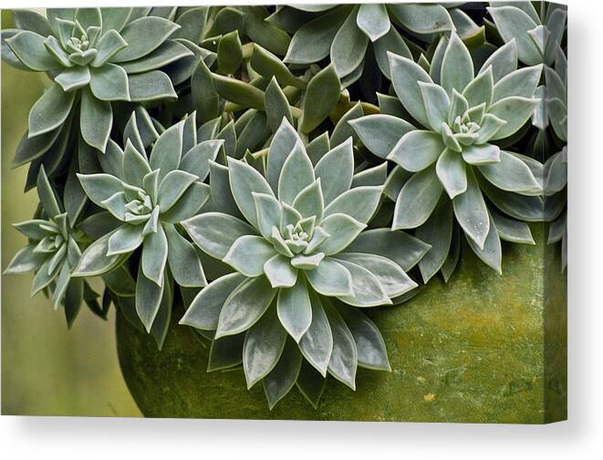 Succulent Canvas Print featuring the photograph Succulent Rose in moss green pot by Lehua Pekelo-Stearns
