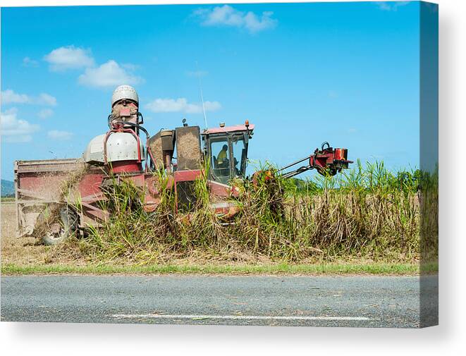 Photography Canvas Print featuring the photograph Sugar Cane Being Harvested, Lower by Panoramic Images