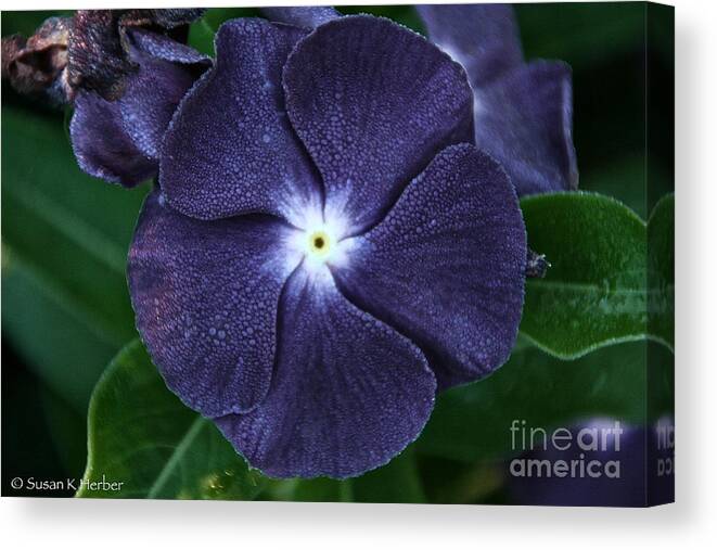 Flower Canvas Print featuring the photograph Sugar Coated Periwinkle by Susan Herber