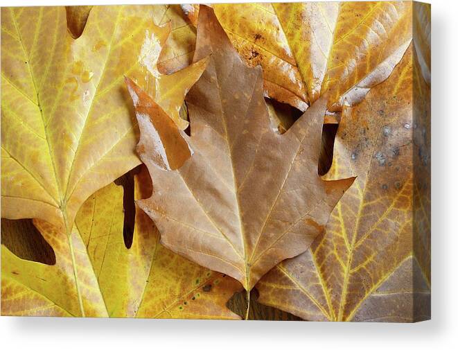 Rock Maple Canvas Print featuring the photograph Sugar Maple Leaves by D C Robinson/science Photo Library