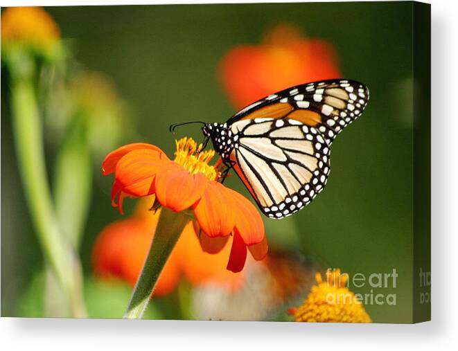 Monarch Canvas Print featuring the photograph Summer Beauty by Living Color Photography Lorraine Lynch