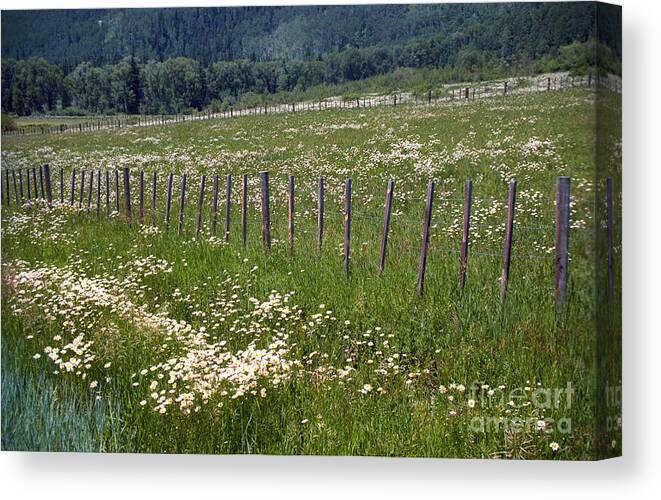 Blue Canvas Print featuring the photograph Summer Daises by Teri Atkins Brown