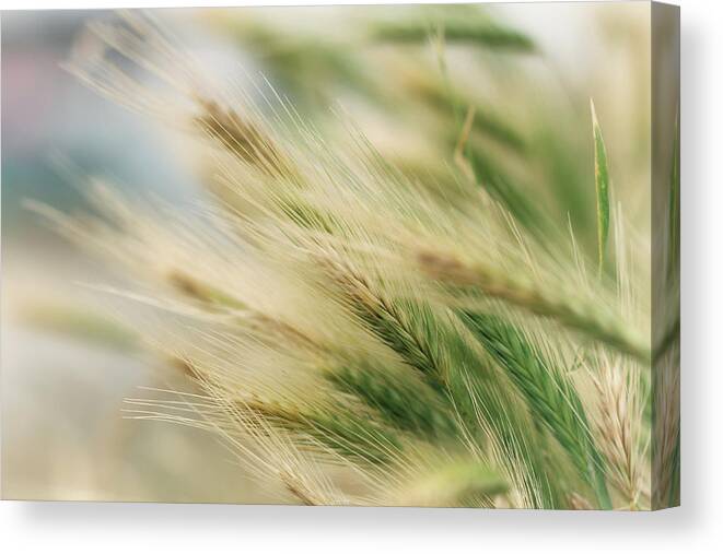 Grass Canvas Print featuring the photograph Summer Darts by Kathy Medcalf Photography
