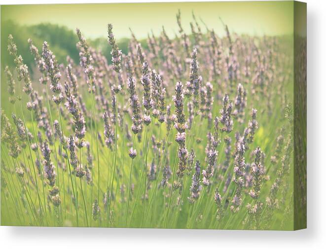 Lavender Canvas Print featuring the photograph Summer Dreams by Lynn Sprowl
