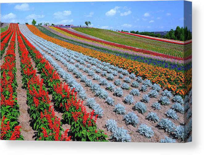 Scenics Canvas Print featuring the photograph Summer In Hokkaido by Frank Chen
