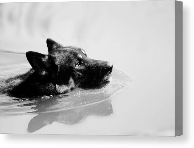 German Shepard Canvas Print featuring the photograph Summer Swim by Melanie Lankford Photography