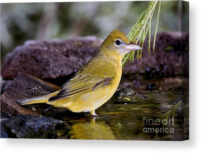 Summer Tanager Canvas Print featuring the photograph Summer Tanager Female In Water by Anthony Mercieca