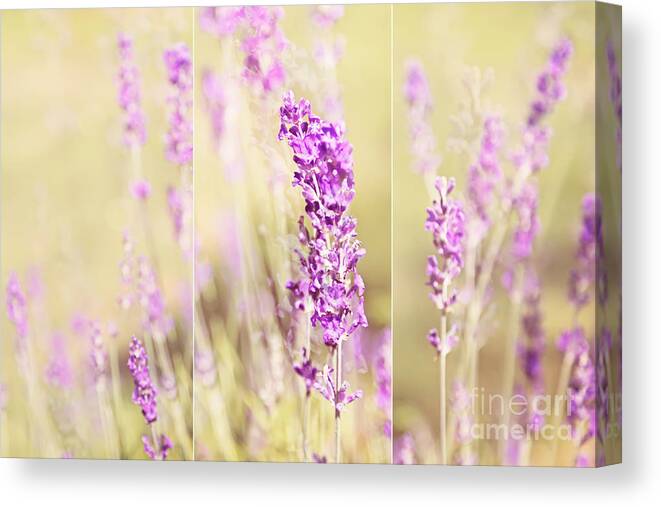 Flowers Canvas Print featuring the photograph Summer Time Flowers Peaceful Moments by Natalie Kinnear