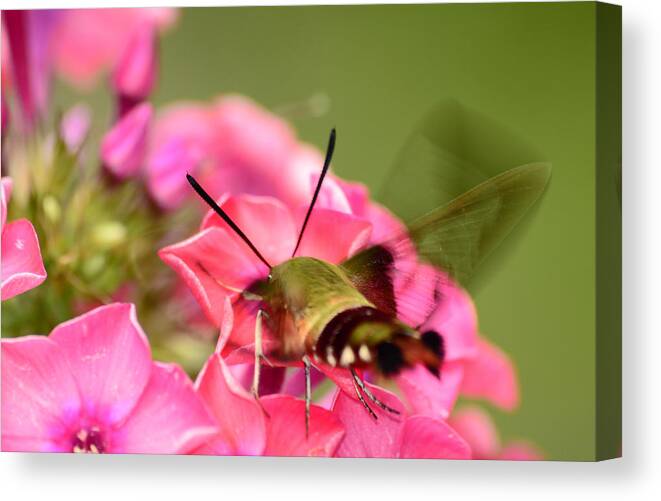Hummingbird Moth Canvas Print featuring the photograph Summer Visitor by Lori Tambakis