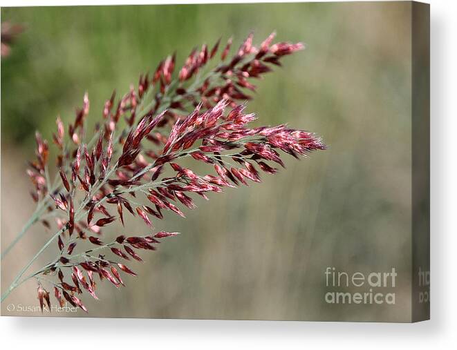 Flower Canvas Print featuring the photograph Summer's Nearing An End by Susan Herber