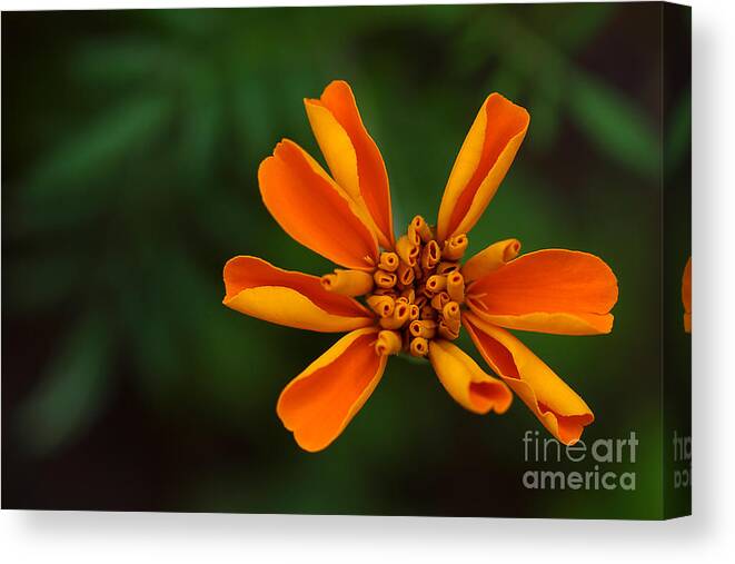 Marigold Canvas Print featuring the photograph Summer's Unfolding by Michael Eingle
