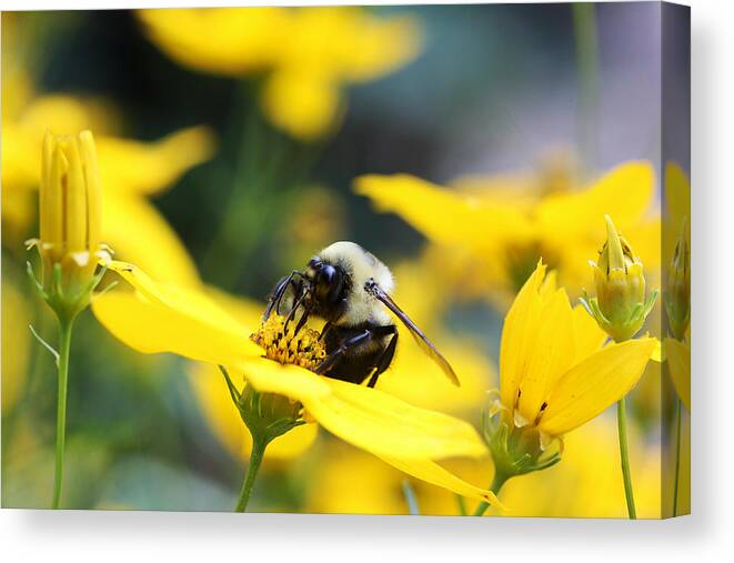 Artwork Canvas Print featuring the photograph Summer Time by Trina Ansel