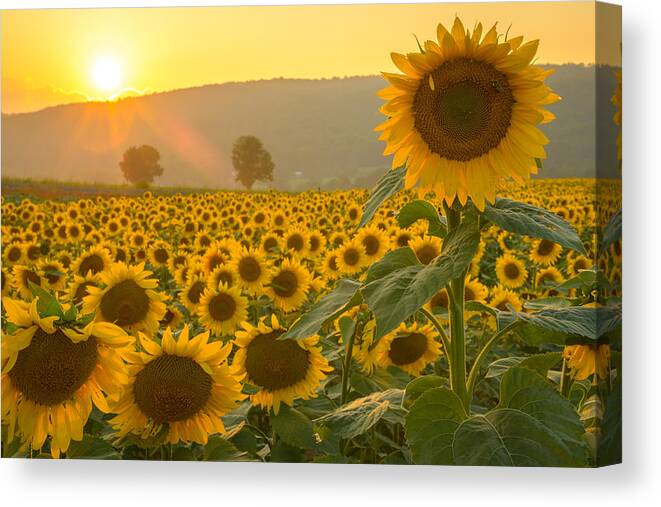Sun Canvas Print featuring the photograph Sun and Sunflowers by Mark Rogers